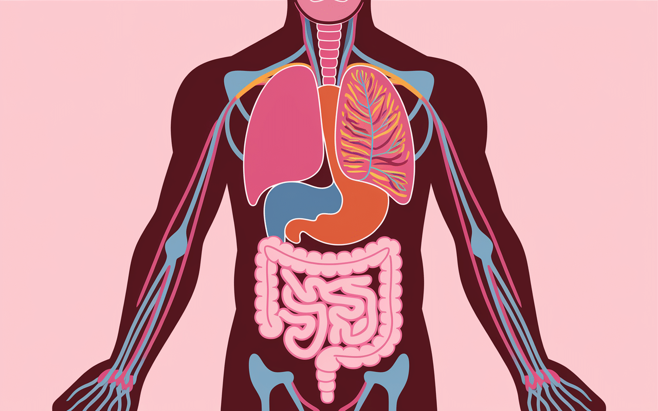 Schéma corps humain montrant systèmes musculaire digestif et flux nutriments glutamine
