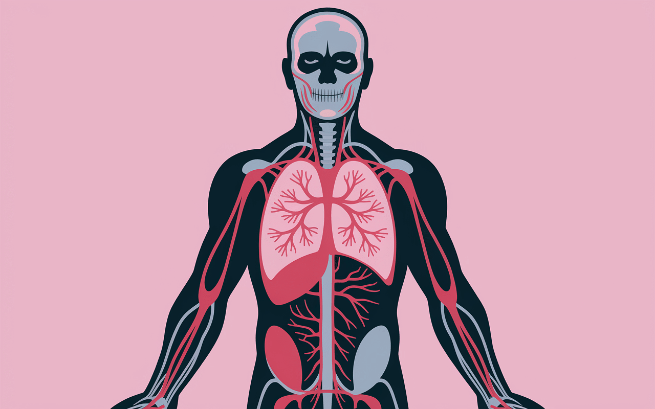 taurine c est quoi systeme cardiovasculaire musculaire