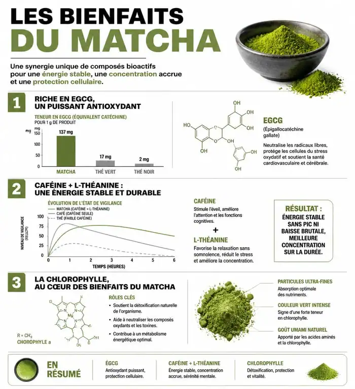 Infographie des bienfaits du matcha sur la santé et l'énergie