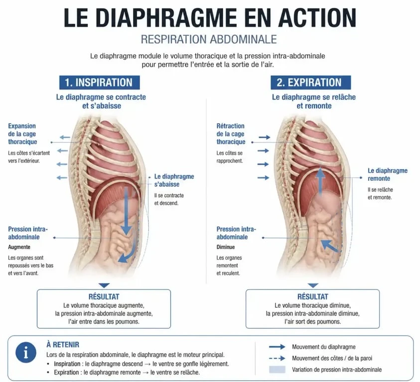Schéma de la respiration diaphragmatique en musculation pour optimiser la performance
